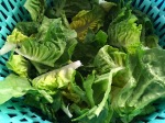 Caesar Salad - Salat trocken schleudern Tupperware Salatschleuder